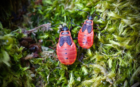 Die Feuerwanze lebt meist am Boden und ist ungefährlich. Die schwarz-roten Tiere treten zumeist in Gruppen auf und kündigen den Frühling an. - Foto: Soeren Stache/dpa-Zentralbild/dpa Die Feuerwanze lebt meist am Boden und ist ungefährlich. Die schwarz-roten Tiere treten zumeist in Gruppen auf und kündigen den Frühling an. - Foto: Soeren Stache/dpa-Zentralbild/dpa