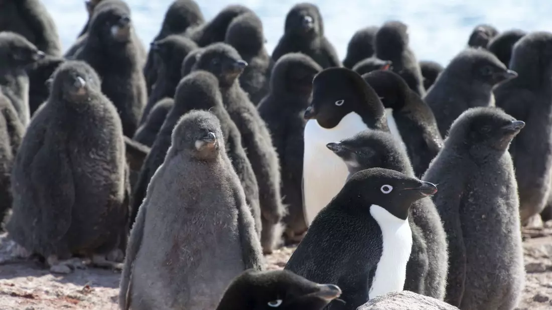 Adeliepinguine und ihr Nachwuchs. - Bild: ---/kyodo/dpa
