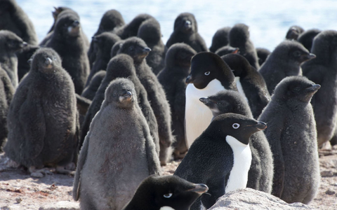 Adeliepinguine und ihr Nachwuchs. - Foto: ---/kyodo/dpa