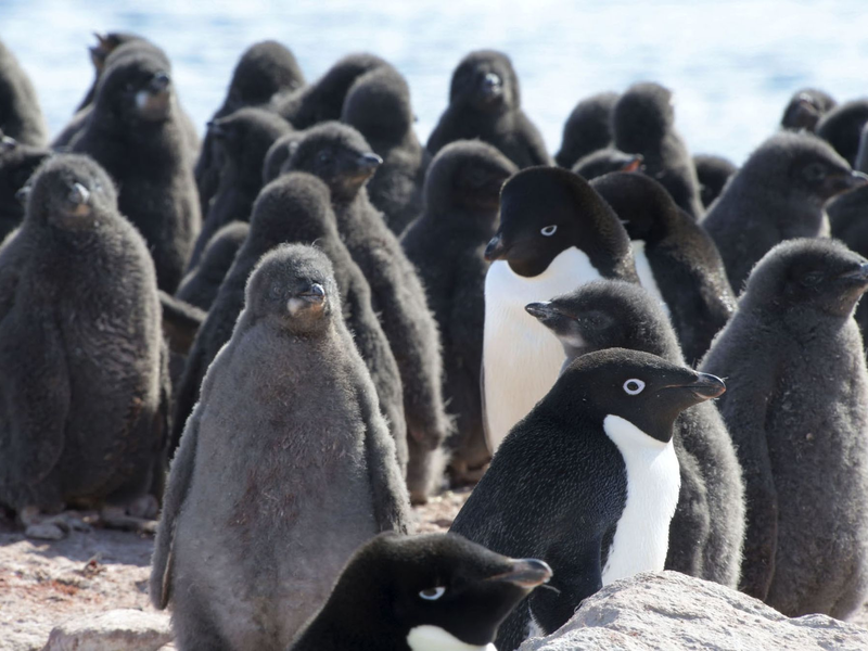 Adeliepinguine und ihr Nachwuchs. - Foto: ---/kyodo/dpa