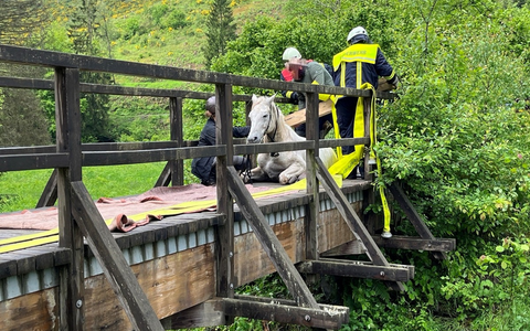 POL-PDTR: Verunglücktes Pferd im Wadrilltal - Foto: presseportal.de