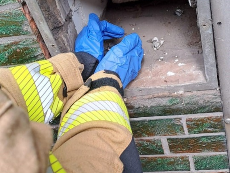 FW-GE: Tierrettung an Fronleichnam - Foto: presseportal.de