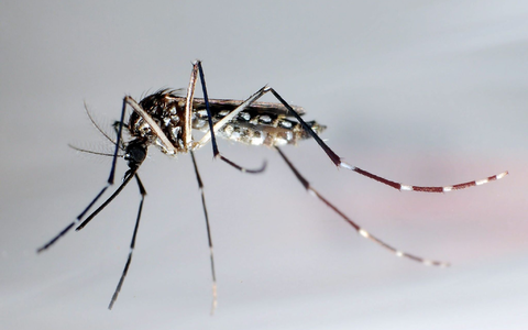 Stechmücke der Art «Aedes aegypti» - auch «Stegomyia aegypti»: Die Gelbfiebermücke, Denguemücke oder Ägyptische Tigermücke überträgt verschiedene Krankheiten, darunter auch das Dengue-Fieber. - Foto: Gustavo Amador/epa/dpa
