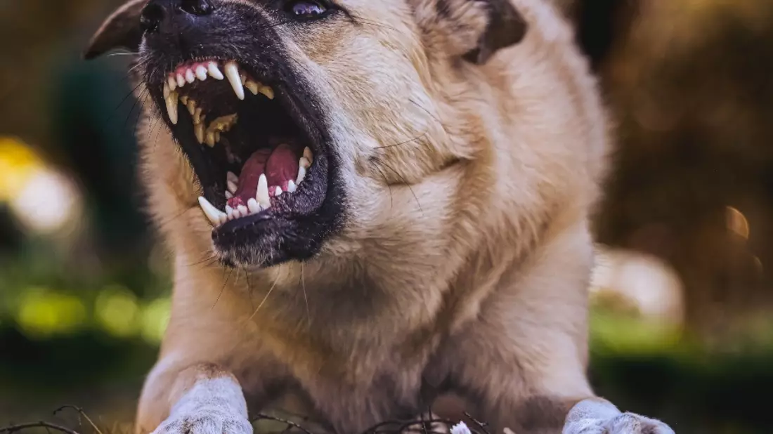 LKA-RP: Gefährliche Hundebisse: Polizei appelliert an Hundehalter und Passanten - Bild: presseportal.de