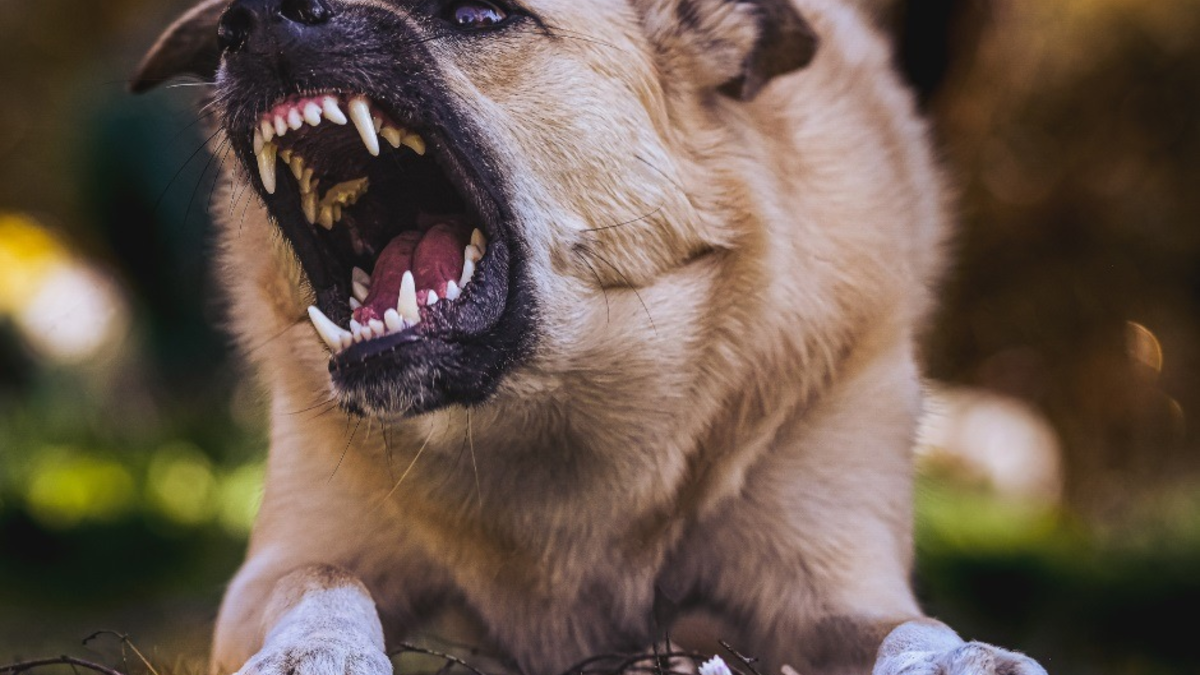 LKA-RP: Gefährliche Hundebisse: Polizei appelliert an Hundehalter und Passanten - Foto: presseportal.de