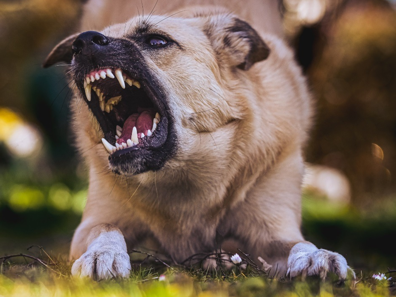 LKA-RP: Gefährliche Hundebisse: Polizei appelliert an Hundehalter und Passanten - Foto: presseportal.de
