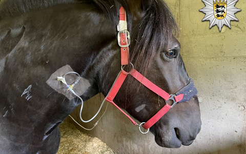 POL-OG: Schwanau, Iffezheim - Polizeigeleit in höchster Tiernot - Foto: presseportal.de