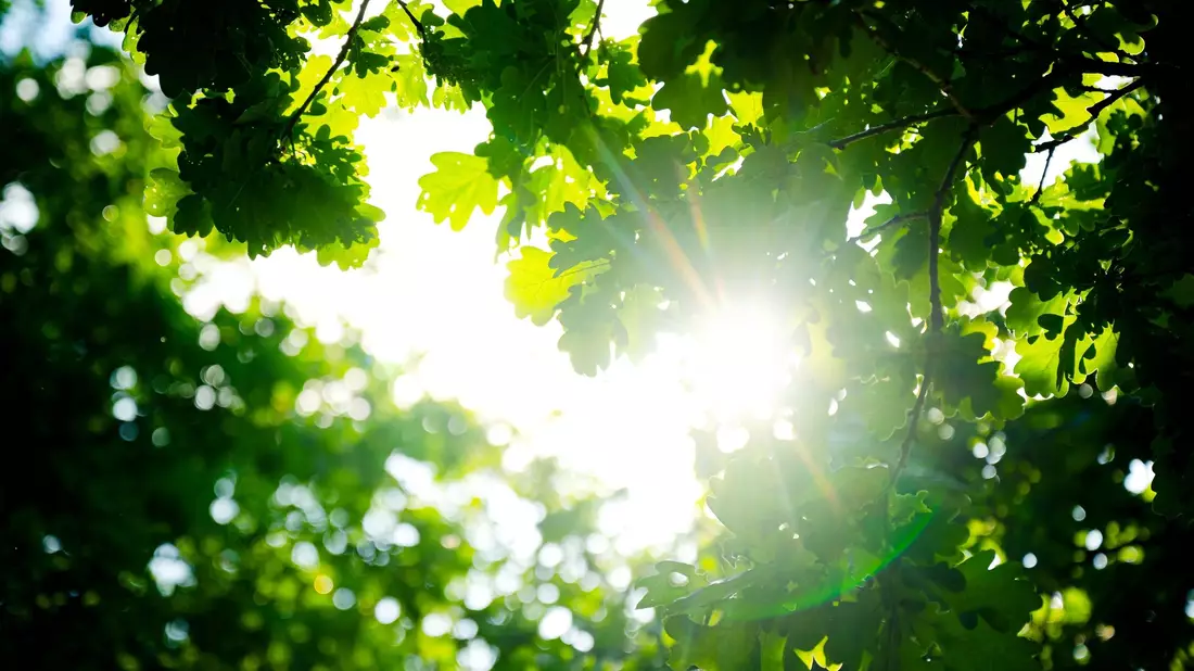 Trotz des vielen Regens war das Frühjahr so warm wie noch nie. - Bild: Sina Schuldt/dpa