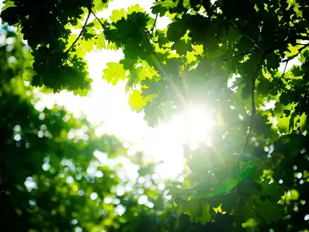 Trotz des vielen Regens war das Frühjahr so warm wie noch nie. - Foto: Sina Schuldt/dpa