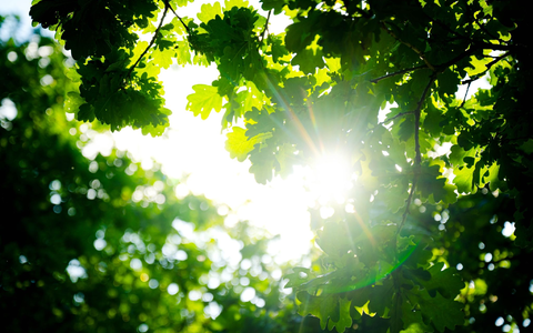 Trotz des vielen Regens war der Frühjahr so warm wie noch nie. - Foto: Sina Schuldt/dpa