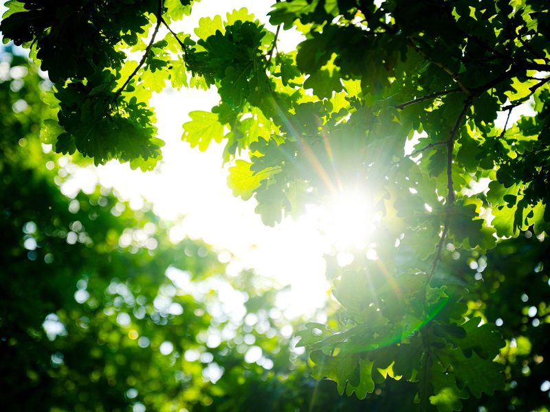 Trotz des vielen Regens war der Frühjahr so warm wie noch nie. - Foto: Sina Schuldt/dpa