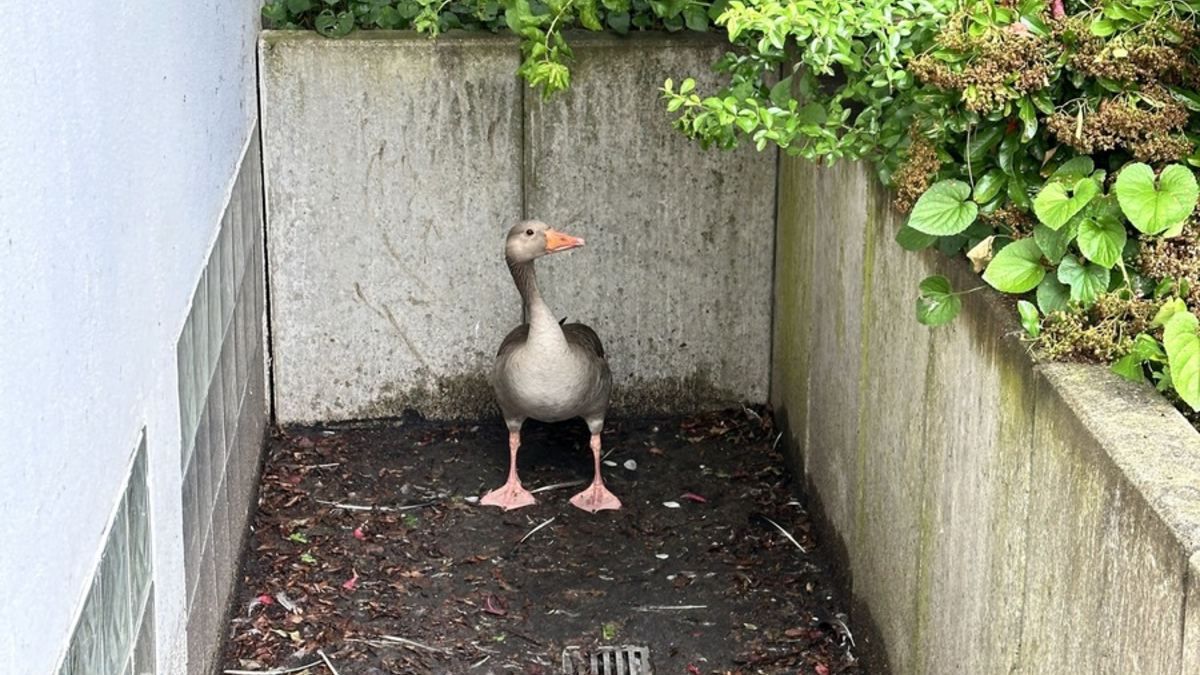 FW Helmstedt: Gans aus Lichtschacht - Foto: presseportal.de