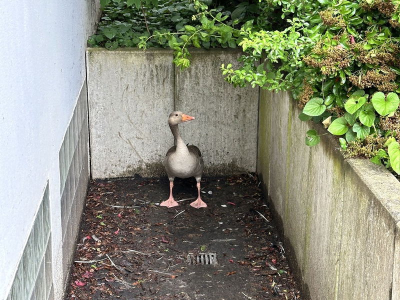 FW Helmstedt: Gans aus Lichtschacht - Foto: presseportal.de