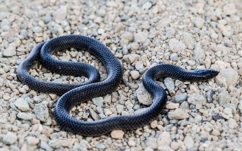 Ein Exemplar mit schwarzer Färbung: Die kleine Schlange zählt zu den sogenannten Eigentlichen Nattern. - Foto: Fulvio Licata/dpa
