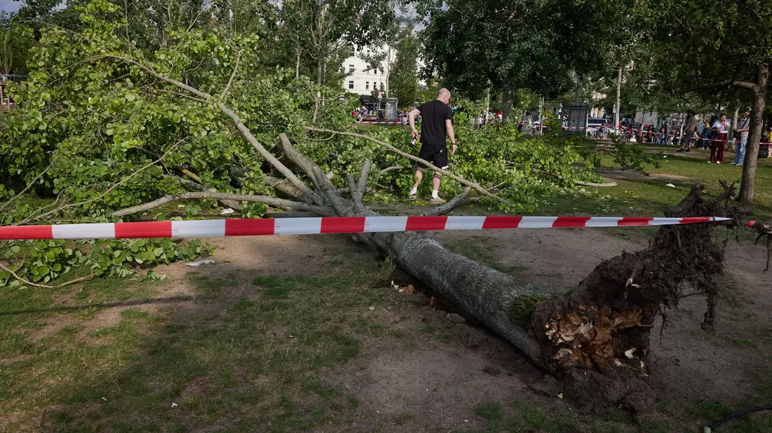 Die umgestürzte Pappel liegt im Berliner Mauerpark. Die Feuerwehr war eigenen Angaben zufolge mit 55 Einsatzkräften unterwegs. - Bild: Jörg Carstensen/dpa