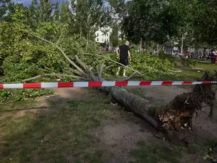 Die umgestürzte Pappel liegt im Berliner Mauerpark. Die Feuerwehr war eigenen Angaben zufolge mit 55 Einsatzkräften unterwegs. - Foto: Jörg Carstensen/dpa