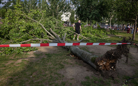 Die umgestürzte Pappel liegt im Berliner Mauerpark. Die Feuerwehr war eigenen Angaben zufolge mit 55 Einsatzkräften unterwegs. - Foto: Jörg Carstensen/dpa