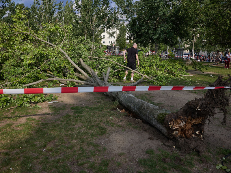 Die umgestürzte Pappel liegt im Berliner Mauerpark. Die Feuerwehr war eigenen Angaben zufolge mit 55 Einsatzkräften unterwegs. - Foto: Jörg Carstensen/dpa