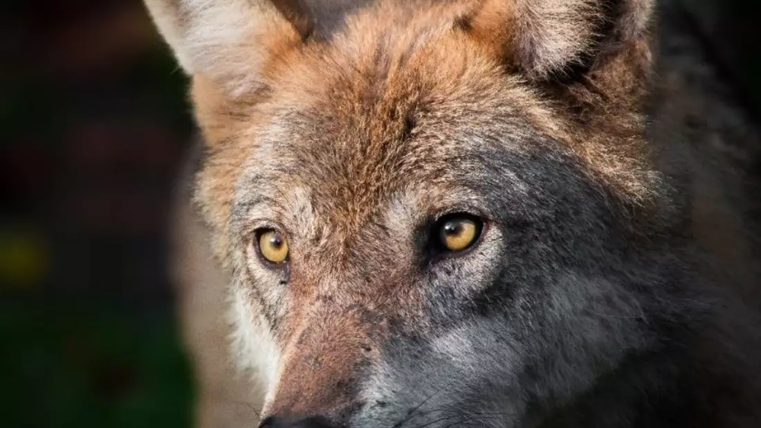 Schutzstatus des Wolfes beibehalten - Appell an Bundesumweltministerin Steffi Lemke - Bild: presseportal.de