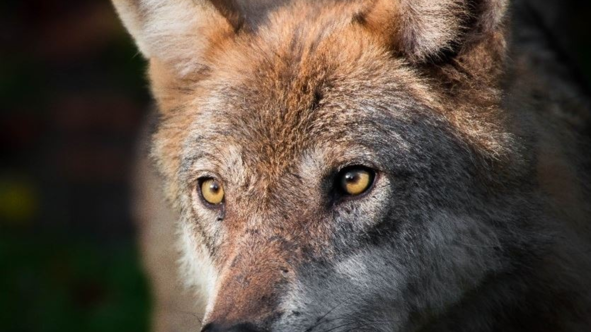 Schutzstatus des Wolfes beibehalten - Appell an Bundesumweltministerin Steffi Lemke - Foto: presseportal.de