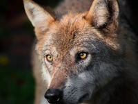 Schutzstatus des Wolfes beibehalten - Appell an Bundesumweltministerin Steffi Lemke - Foto: presseportal.de