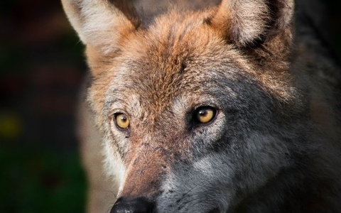 Schutzstatus des Wolfes beibehalten - Appell an Bundesumweltministerin Steffi Lemke - Foto: presseportal.de