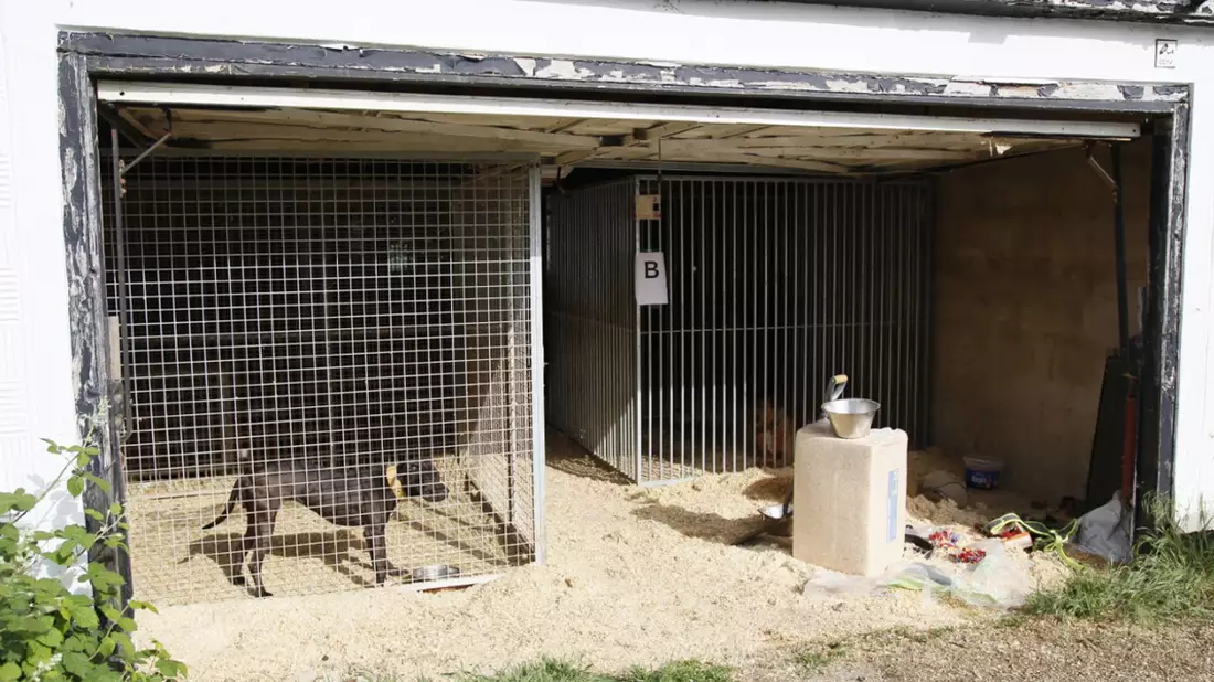 Hunde, die in Zwingern gehalten werden. Die Hunde wurden brutal trainiert und bis zum Kampfgewicht ausgehungert, bevor sie in Kämpfe verwickelt wurden, bei denen sie manchmal bis zum Tod kämpften. - Bild: ---/RSPCA/PA Media/dpa