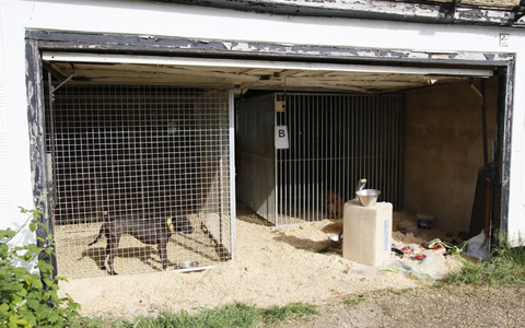 Hunde, die in Zwingern gehalten werden. Die Tiere wurden brutal trainiert und bis zum Kampfgewicht ausgehungert, bevor sie in Kämpfe verwickelt wurden, bei denen sie manchmal bis zum Tod kämpften. - Foto: ---/RSPCA/PA Media/dpa