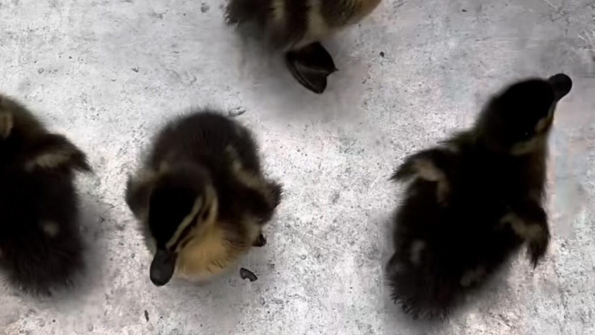 POL-KI: 240604.1 Kiel: Polizeikräfte zeigten tierisches Engagement - sieben Küken gerettet - Foto: presseportal.de