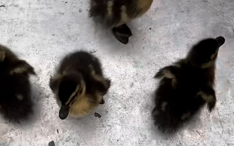 POL-KI: 240604.1 Kiel: Polizeikräfte zeigten tierisches Engagement - sieben Küken gerettet - Foto: presseportal.de