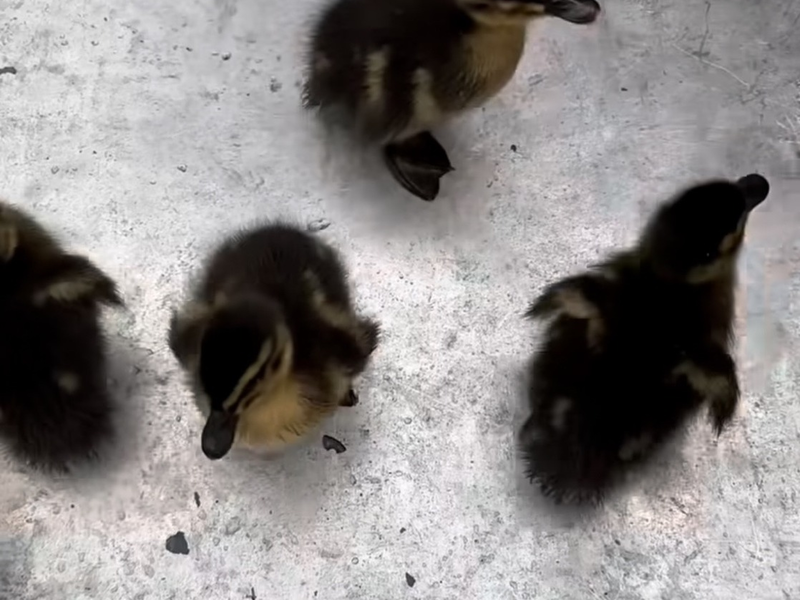 POL-KI: 240604.1 Kiel: Polizeikräfte zeigten tierisches Engagement - sieben Küken gerettet - Foto: presseportal.de