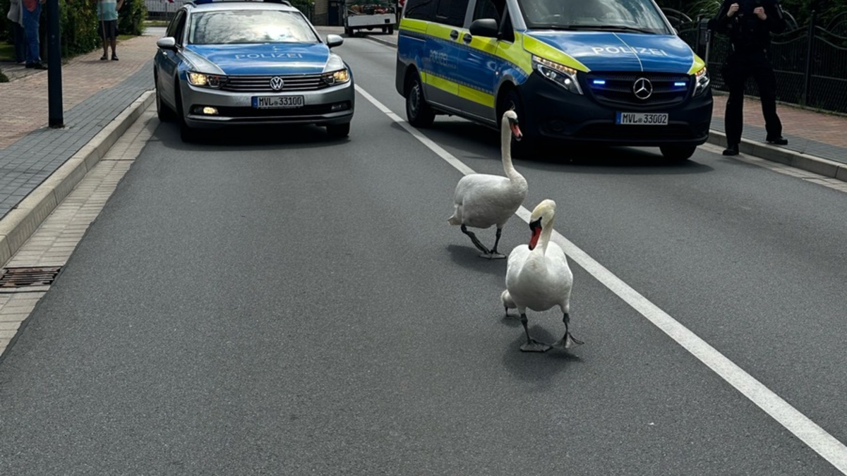 POL-NB: Schwanenfamilie zum Wasser eskortiert - Foto: presseportal.de