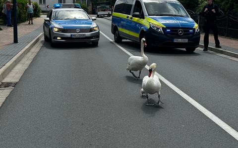 POL-NB: Schwanenfamilie zum Wasser eskortiert - Foto: presseportal.de