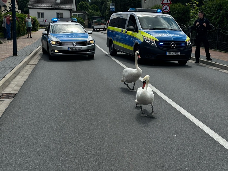 POL-NB: Schwanenfamilie zum Wasser eskortiert - Foto: presseportal.de