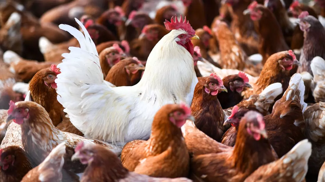 Eine 59 Jahre alte Person sei in Mexiko-Stadt am 25. April nach einer Infektion mit dem Virus A(H5N2), einem Vogelgrippe-Subtyp, gestorben, heißt es in einer Mitteilung der WHO. - Bild: Felix Kästle/dpa