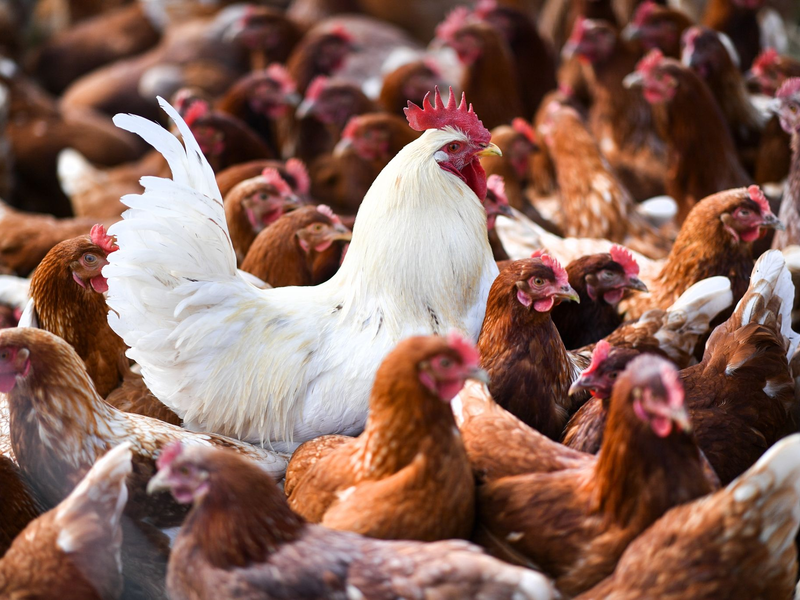 In den USA hat es neue Fälle von Vogelgrippe gegeben, bei denen das Virus von Geflügel auf Menschen überging.  - Foto: Felix Kästle/dpa