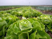 «Während die Konzentrationen und tägliche Aufnahme zum Glück relativ gering sind, findet man dennoch Stoffe aus Autoreifen in der Nahrung. Da gehören sie nicht hin», sagt Thilo Hofmann vom Zentrum für Mikrobiologie und Umweltsystemwissenschaft der Universität Wien (CeMESS). - Foto: Sebastian Gollnow/dpa