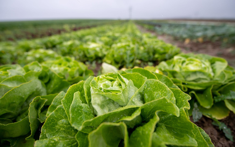 «Während die Konzentrationen und tägliche Aufnahme zum Glück relativ gering sind, findet man dennoch Stoffe aus Autoreifen in der Nahrung. Da gehören sie nicht hin», sagt Thilo Hofmann vom Zentrum für Mikrobiologie und Umweltsystemwissenschaft der Universität Wien (CeMESS). - Foto: Sebastian Gollnow/dpa