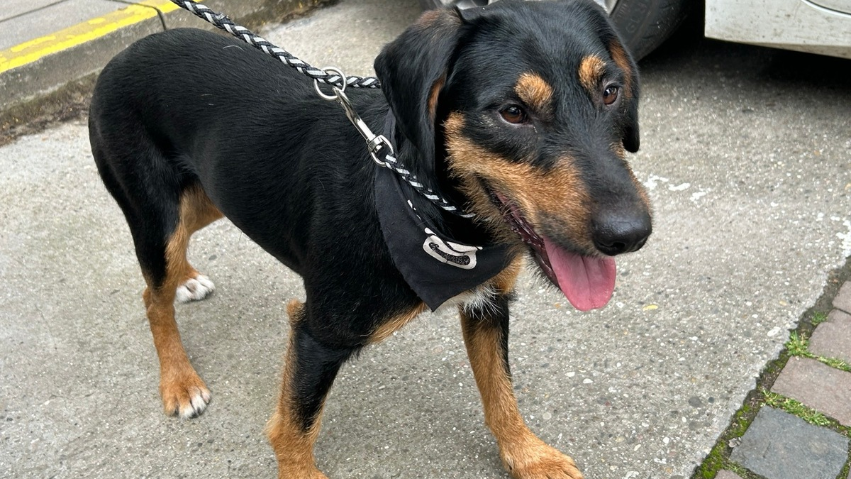 POL-PDLD: Freilaufender Hund aufgefunden - Eigentümer gesucht - Foto: presseportal.de