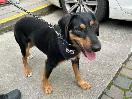 POL-PDLD: Freilaufender Hund aufgefunden - Eigentümer gesucht - Foto: presseportal.de