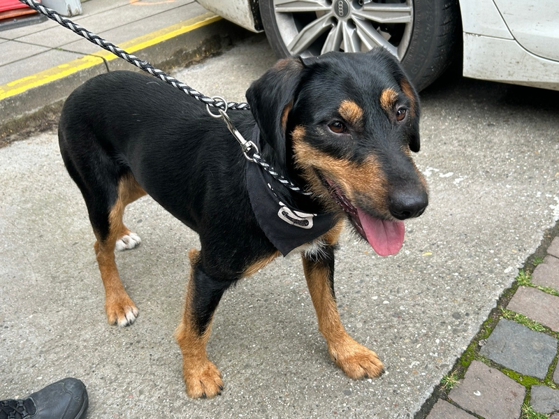 POL-PDWO: Fundhund - Foto: presseportal.de