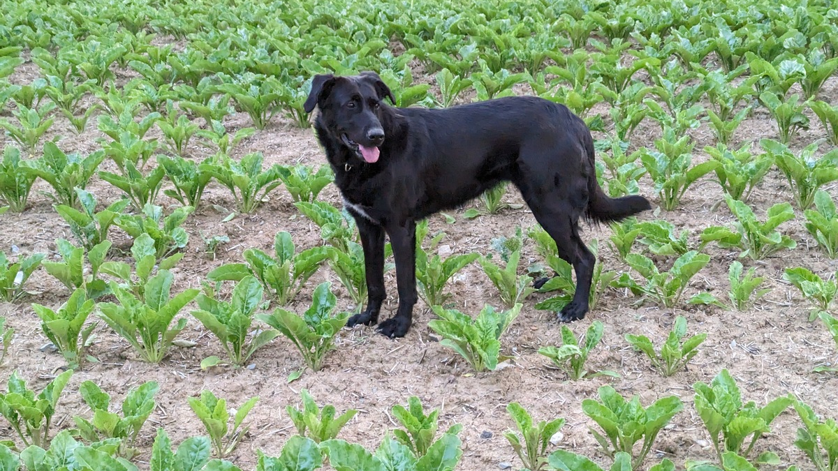POL-HN: Pressemitteilung des Polizeipräsidiums Heilbronn vom 06.06.2024 mit Berichten aus dem Neckar-Odenwald-Kreis - Foto: presseportal.de