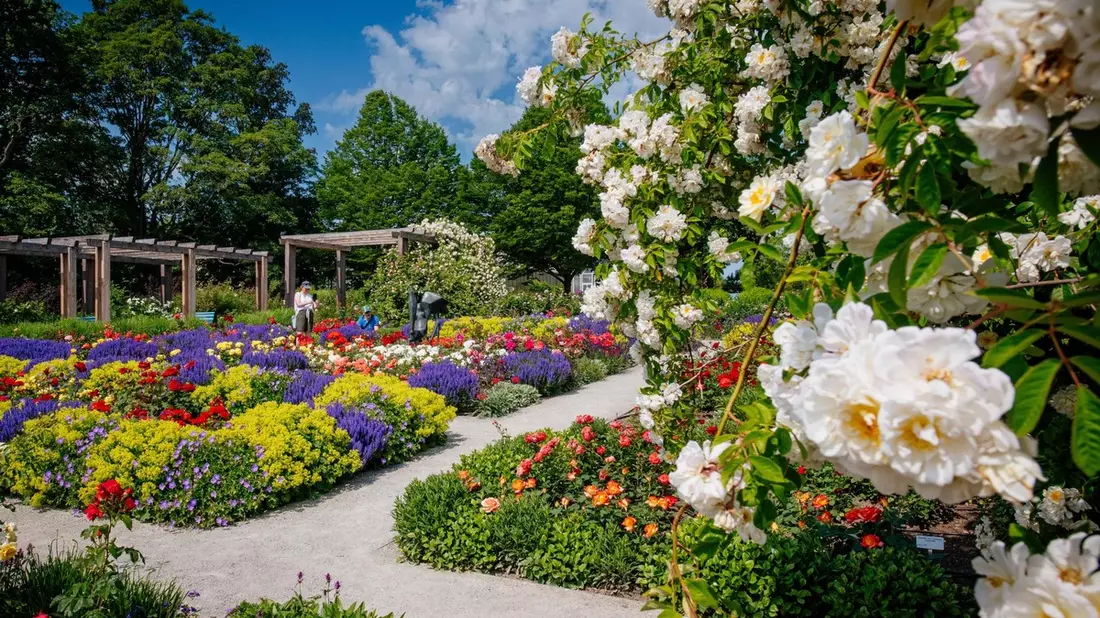 Sommerrabattwochen im egapark mit 20 Prozent Preisvorteil vom 4. - 16. Juni 2024 / Rosengartenfest und Sommerschau als Höhepunkte - Bild: presseportal.de