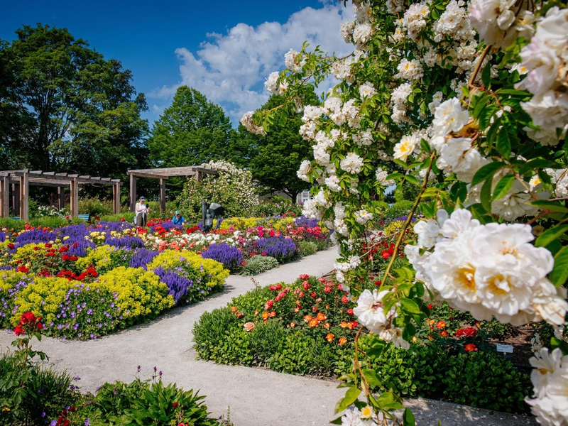 Sommerrabattwochen im egapark mit 20 Prozent Preisvorteil vom 4. - 16. Juni 2024 / Rosengartenfest und Sommerschau als Höhepunkte - Foto: presseportal.de