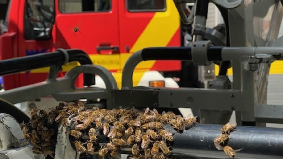 FW-OG: Großer Bienenschwarm verirrt sich in Fußgängerzone - Foto: presseportal.de