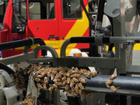 FW-OG: Großer Bienenschwarm verirrt sich in Fußgängerzone - Foto: presseportal.de