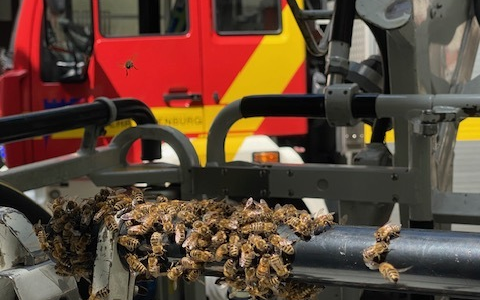FW-OG: Großer Bienenschwarm verirrt sich in Fußgängerzone - Foto: presseportal.de