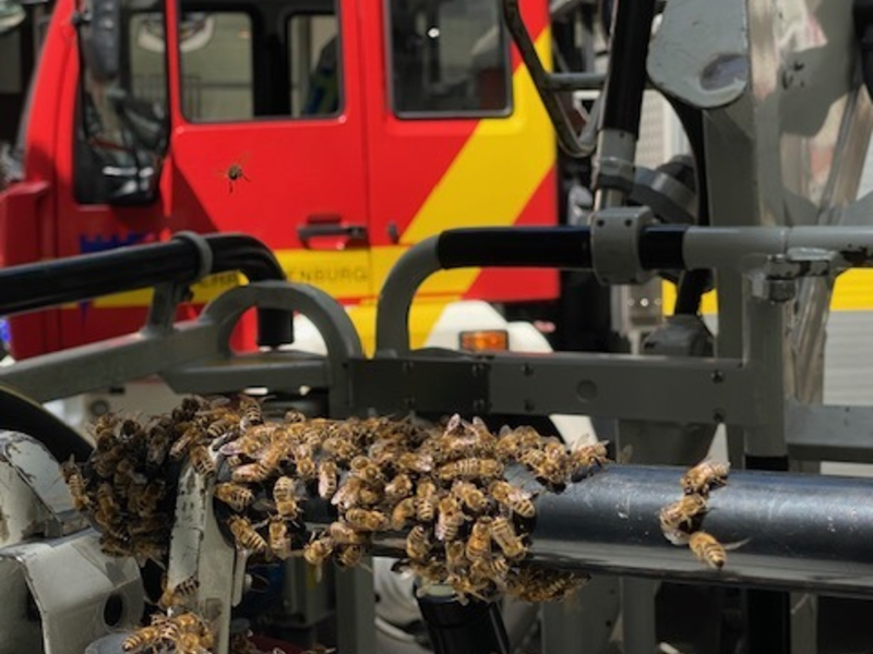 FW-OG: Großer Bienenschwarm verirrt sich in Fußgängerzone - Foto: presseportal.de