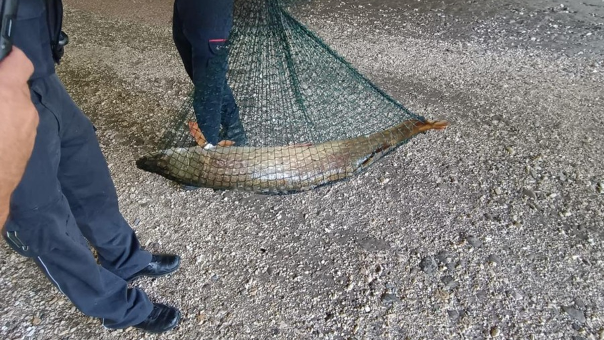 POL-UL: (UL) Ulm - Tolle Hechte retten Hecht / Die Polizei und Feuerwehr entließen den kapitalen Raubfisch am Donnerstag in Ulm-Wiblingen in die Freiheit. - Foto: presseportal.de