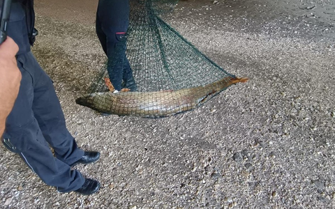 POL-UL: (UL) Ulm - Tolle Hechte retten Hecht / Die Polizei und Feuerwehr entließen den kapitalen Raubfisch am Donnerstag in Ulm-Wiblingen in die Freiheit. - Foto: presseportal.de